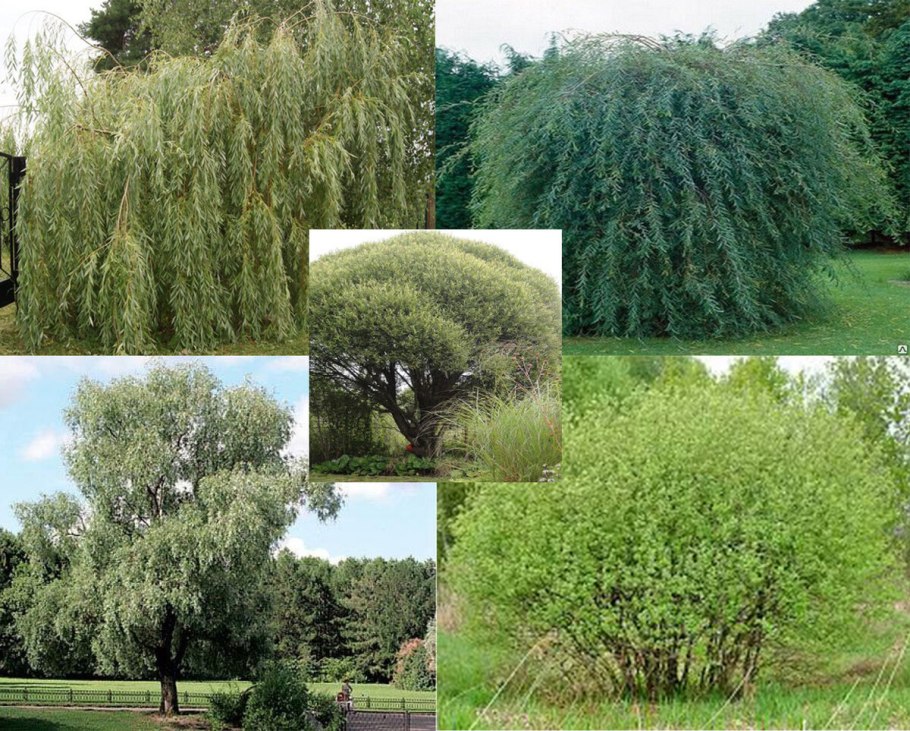 Ива ломкая bullata