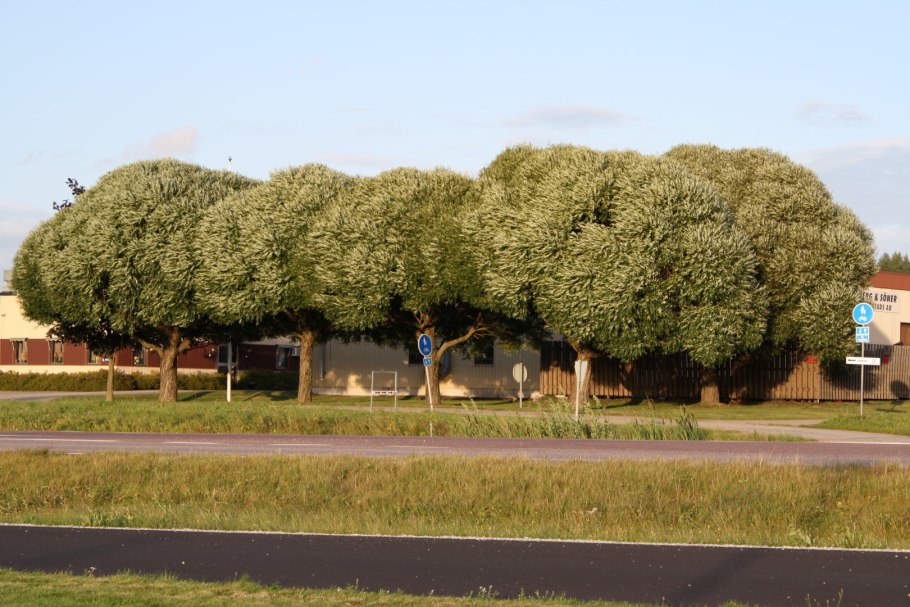 Ива ломкая шаровидная листва