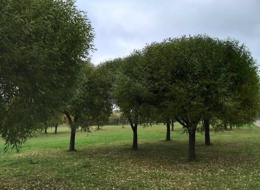 Ива ломкая шаровидная