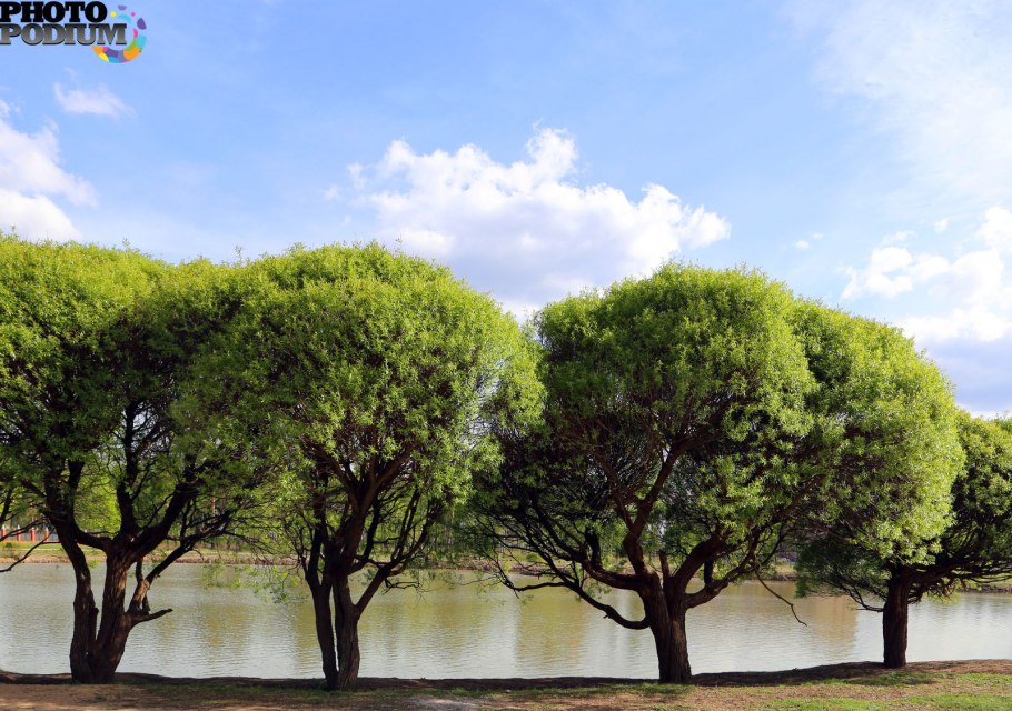 Ива ломкая ракита шаровидная