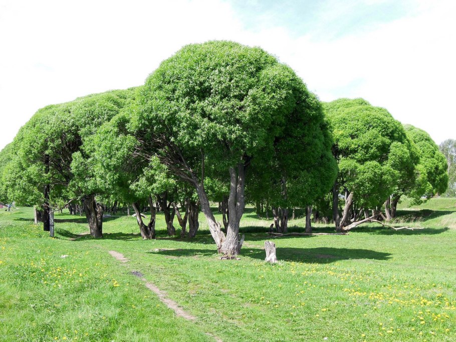 Ива ломкая Ива плакучая