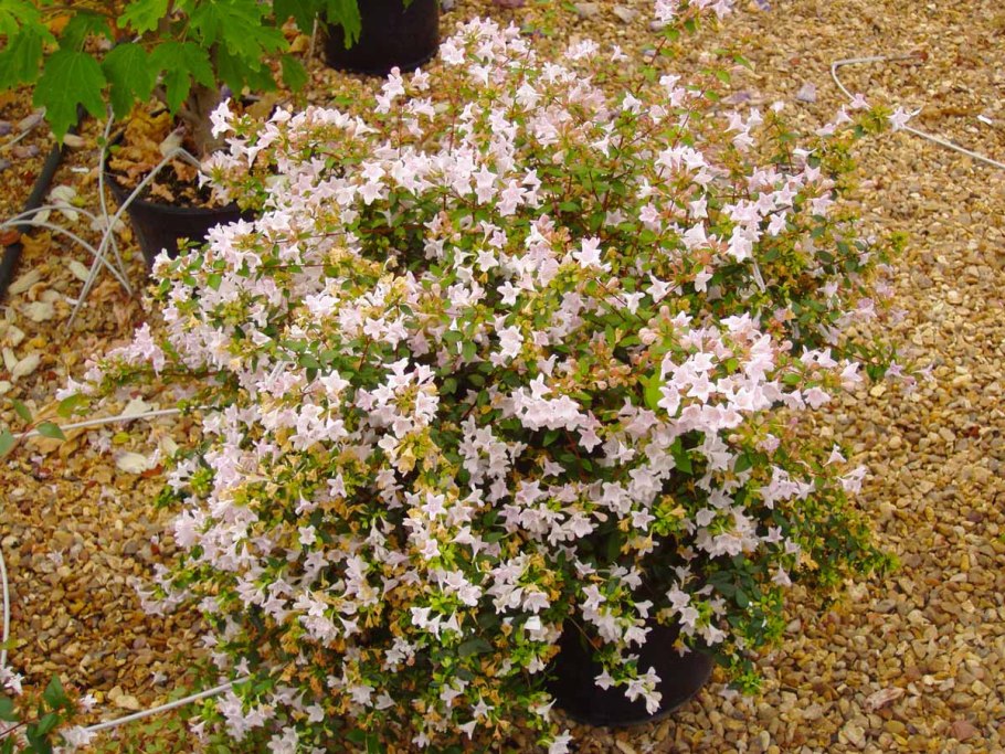 Жимолость каприфоль Серотина