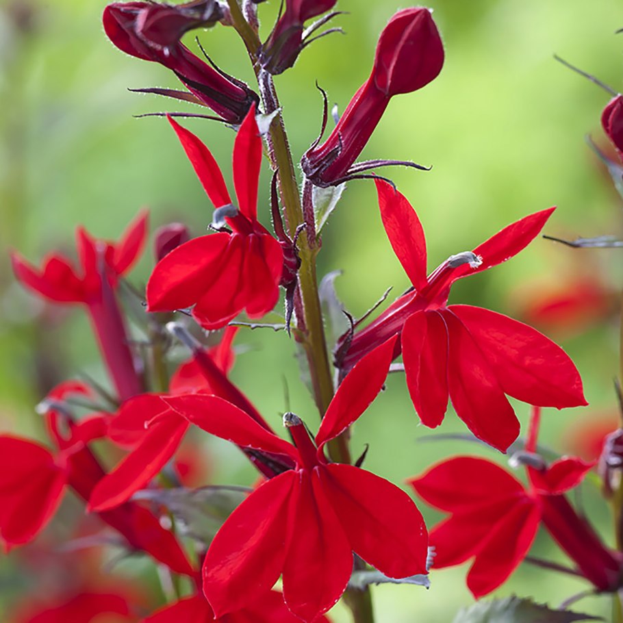 Жимолость Татарская rosea