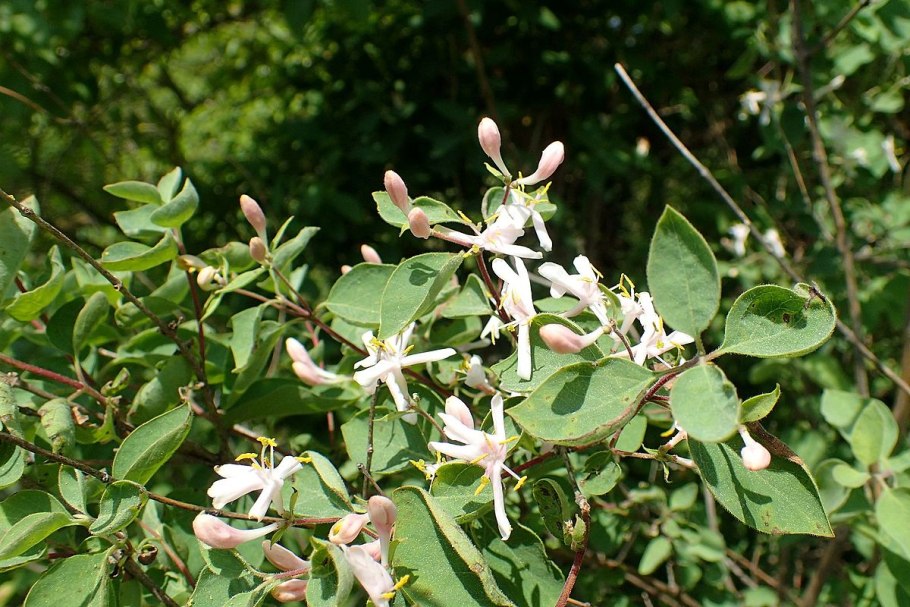 Жимолость Королькова