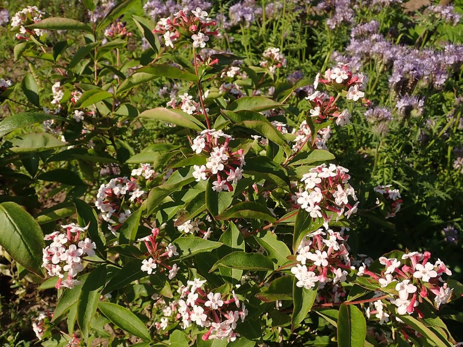 Abelia mosanensis