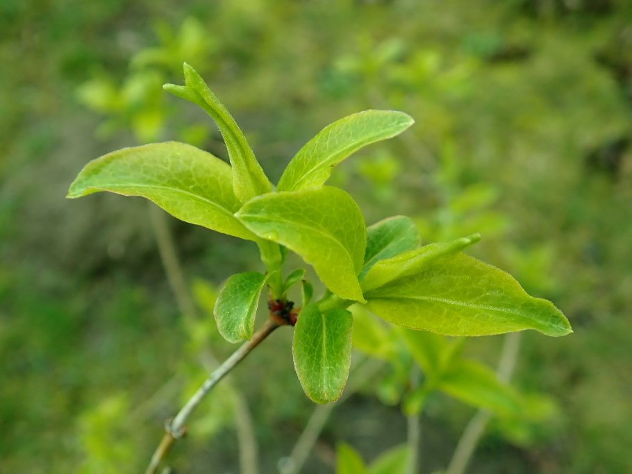 Abelia mosanensis