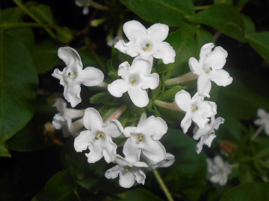 Abelia mosanensis