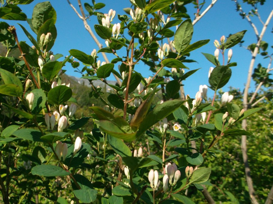 Абелия трехцветковая