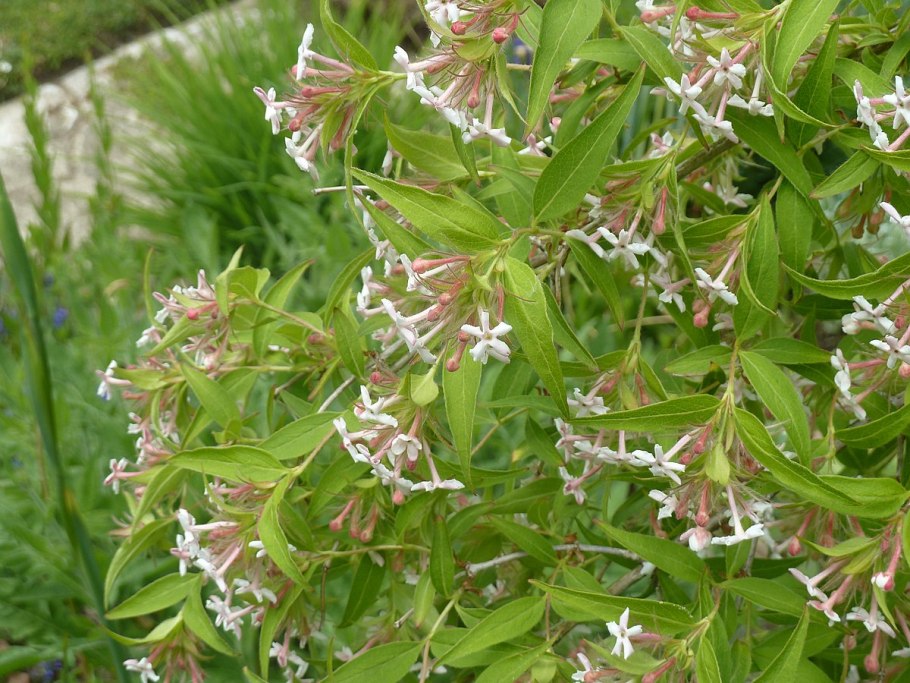 Abelia mosanensis