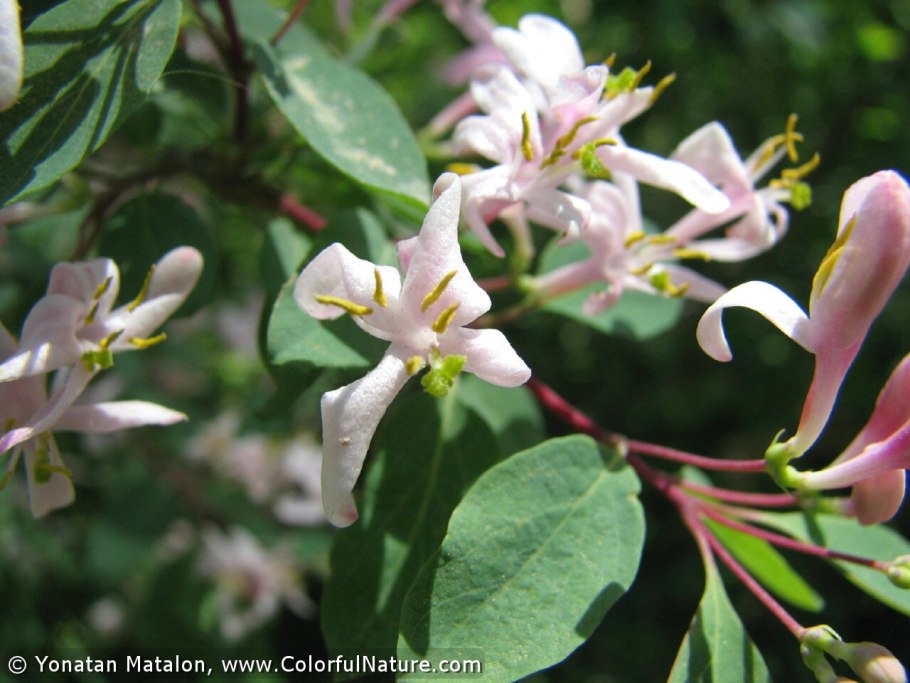 Лобелия Дельфт