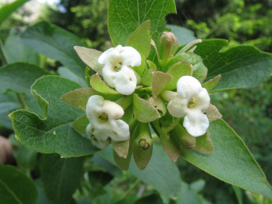 Abelia mosanensis