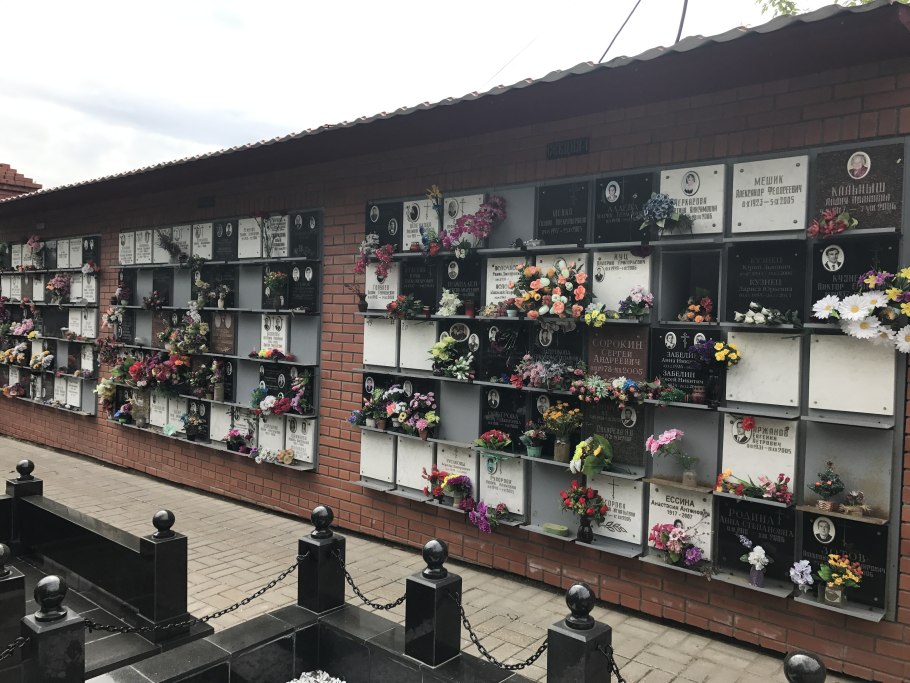 Pleioblastus simonii 'heterophyllus' бамбук