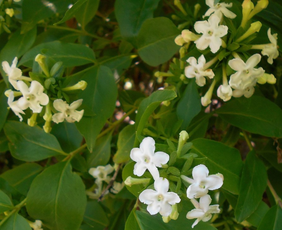 Abelia mosanensis