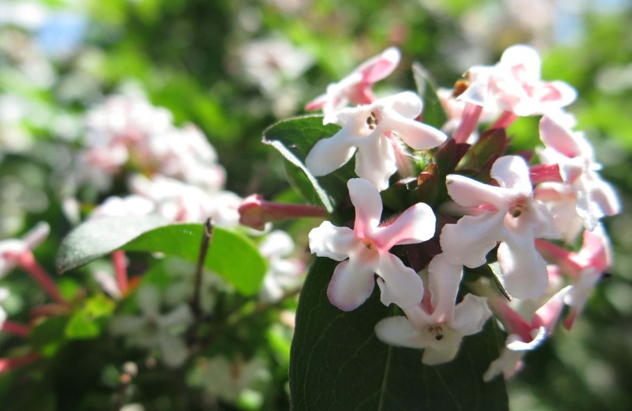 Cissampelopsis corymbosa растение