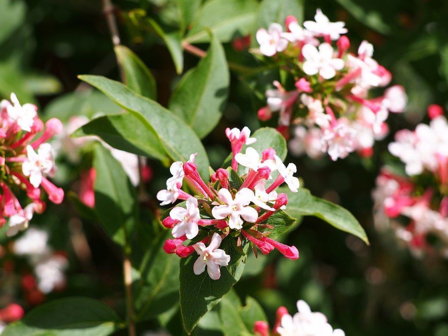 Abelia mosanensis Абелия