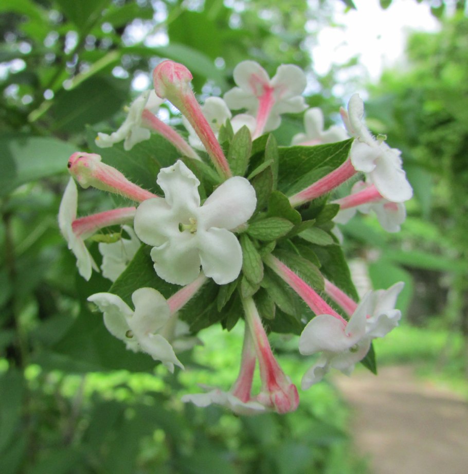 Abelia mosanensis Bridal Bouquet 'monia'