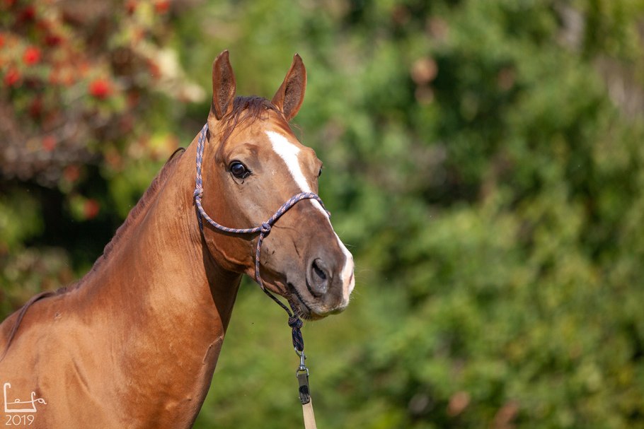 Донской жеребец Сабур