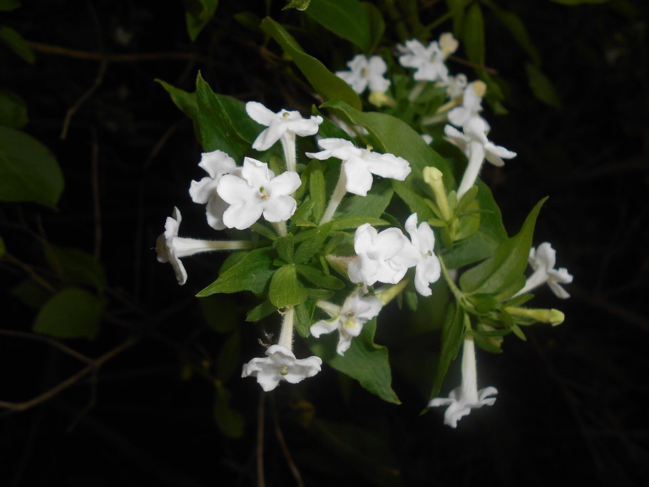 Абелия(Abelia)сем. Жимолостные (Caprifoliaceae) растение цветок