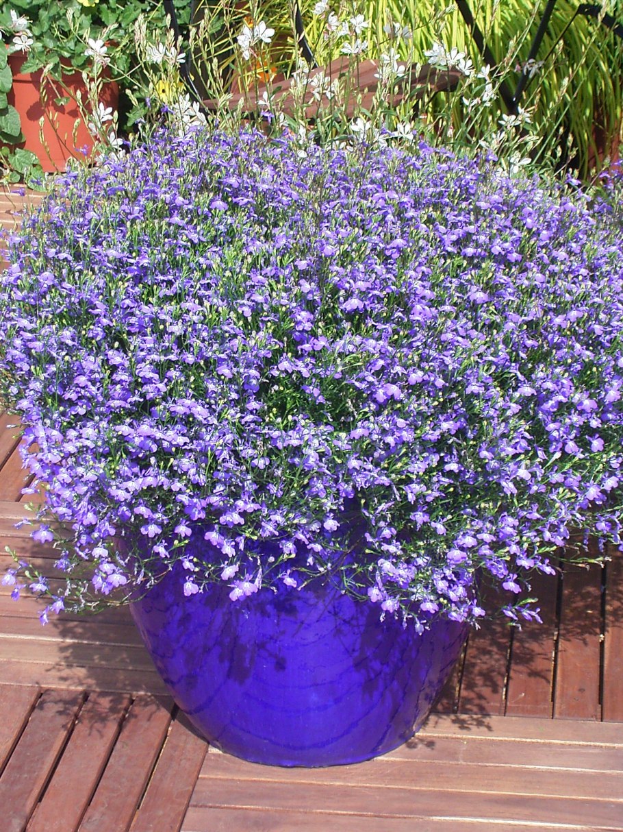 Плюмерия Франжипани