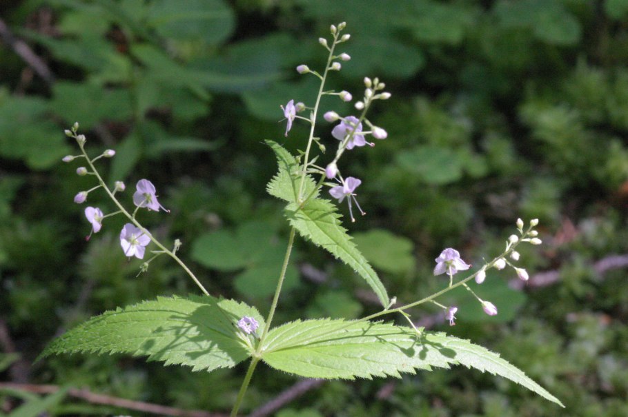 Веронику крапиволистную