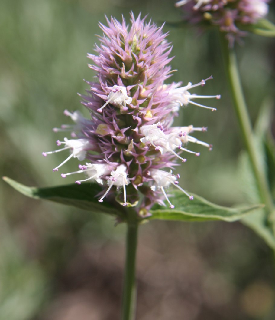 Agastache urticifolia
