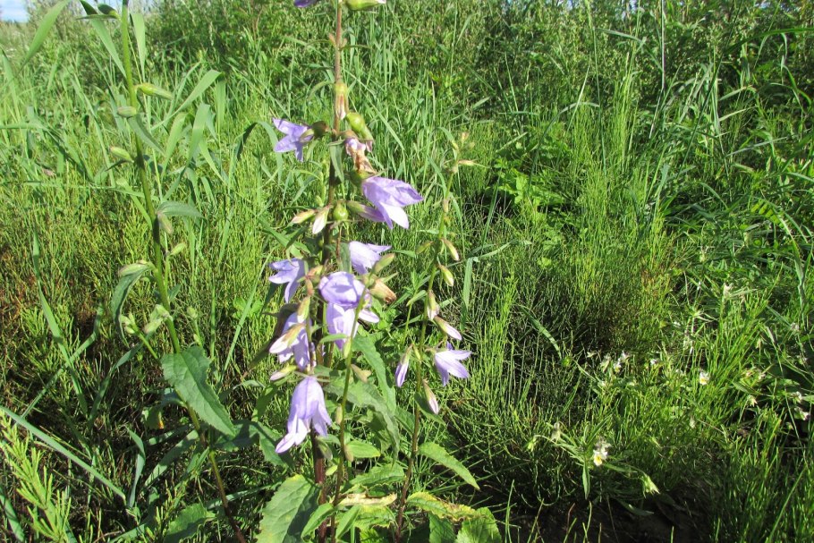 Колокольчик широколистный рисунок