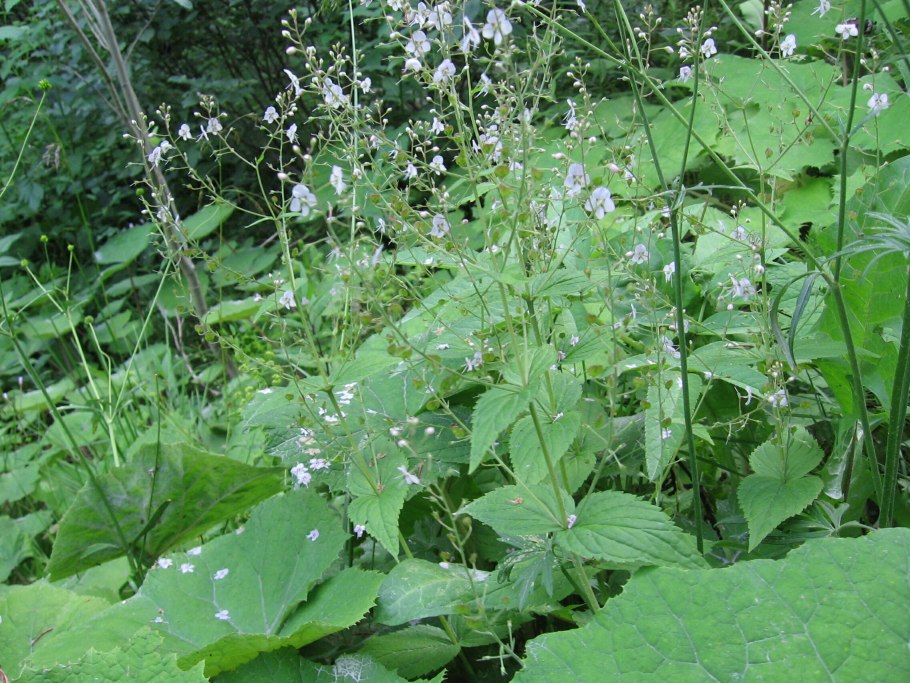 Вероника крапиволистная в Кировской области