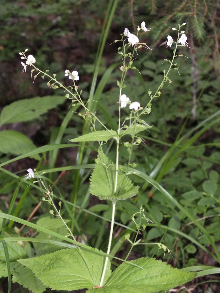 Вероника крапиволистная в Кировской области