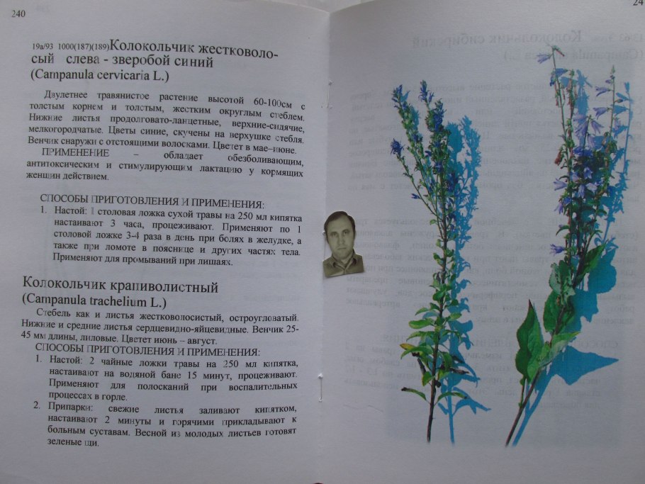 Вероника плющелистная