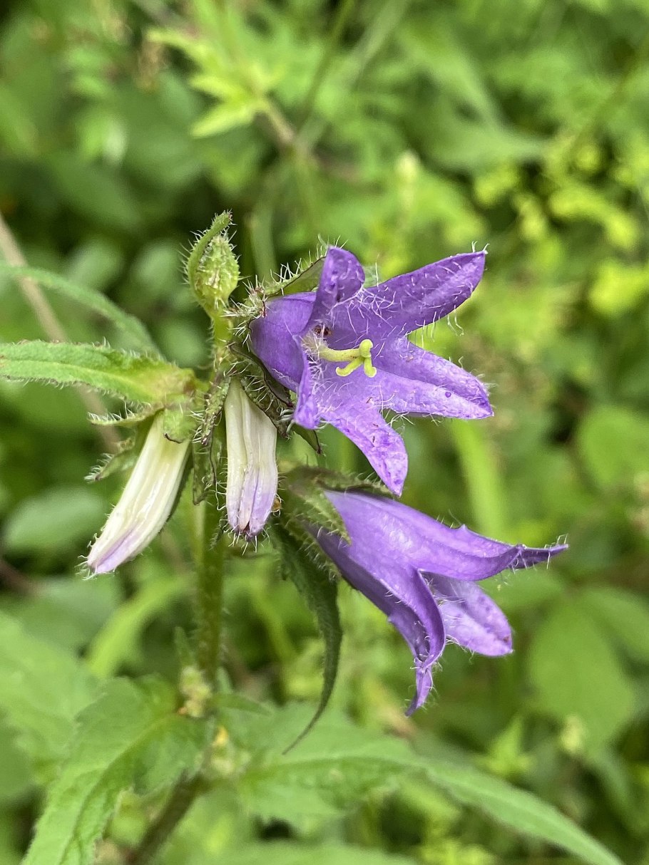 Михения крапиволистная (Meehania urticifolia)