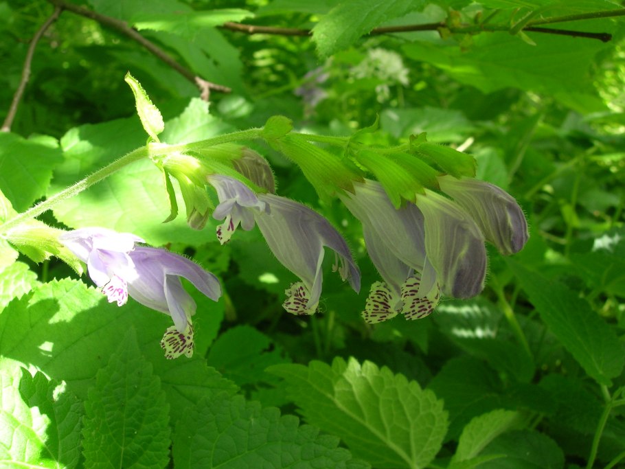 Комнатный цветок Вероника Дубравная