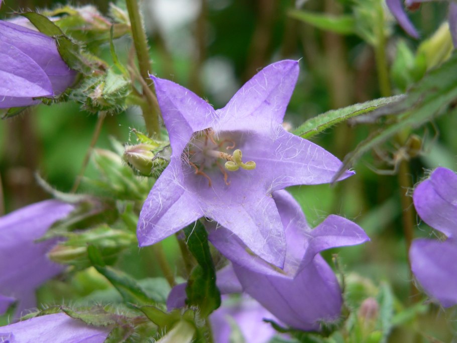 Н Сидоров голубой колокольчик читать
