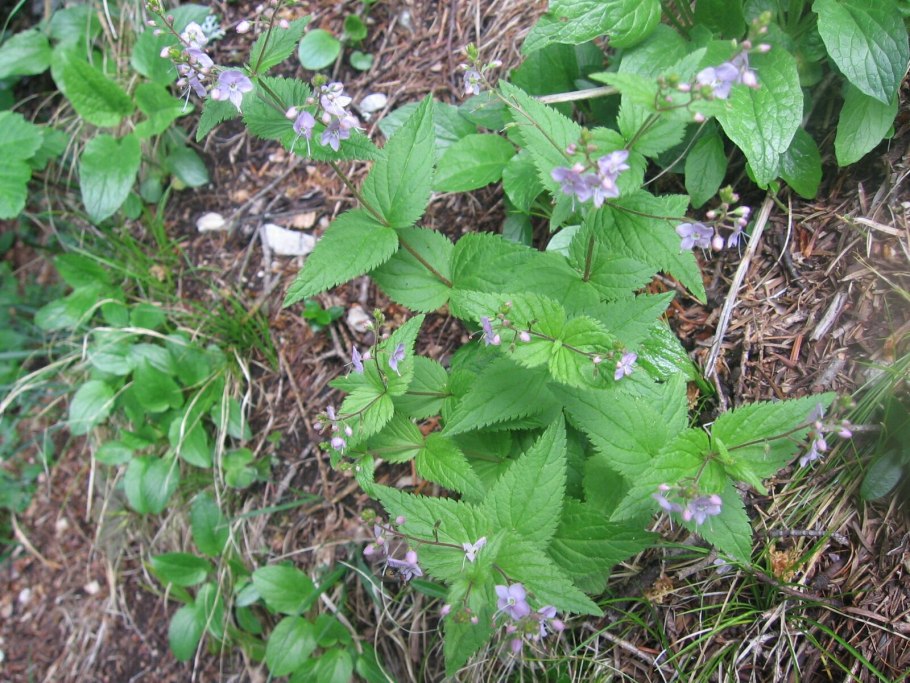 Вероника крапиволистная в Кировской области