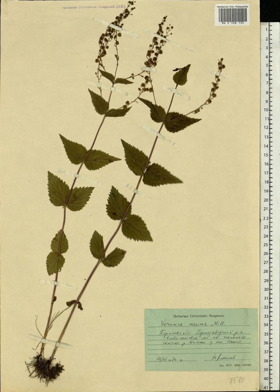 Растение Вероника крапиволистная