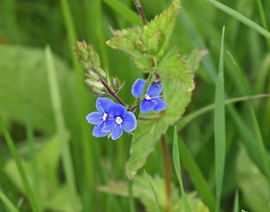 Veronica-chamaedrys клещ