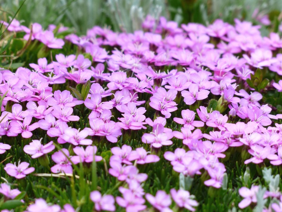 Гвоздика Купер Лотус