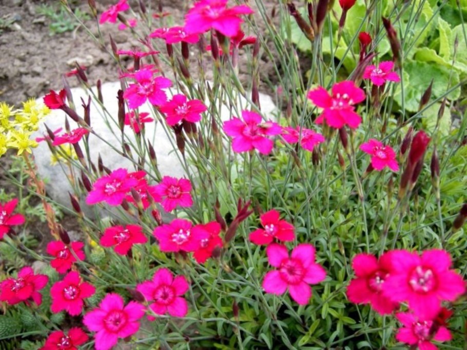 Гвоздика Dianthus Alpinus