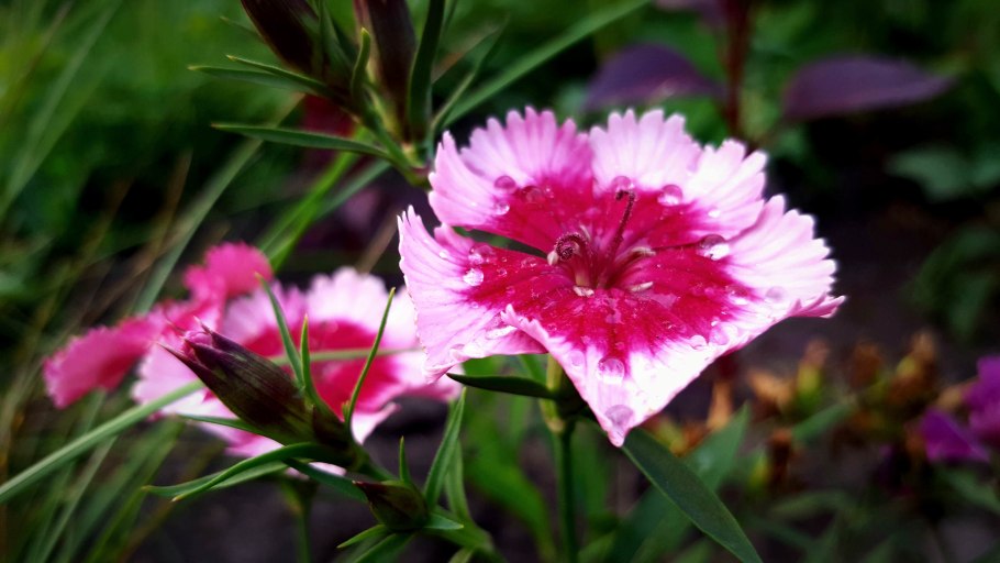 Гвоздика дельтовидная (Dianthus deltoides)