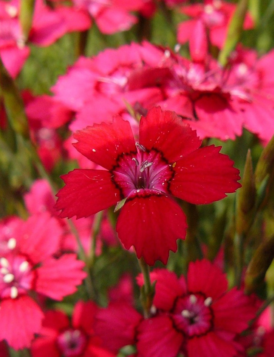 Dianthus carthusianorum