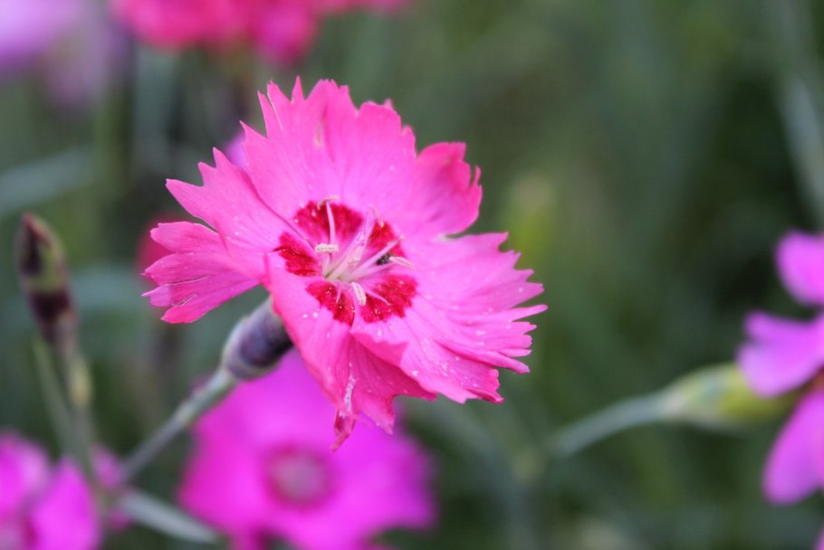 Гвоздика армериевидная