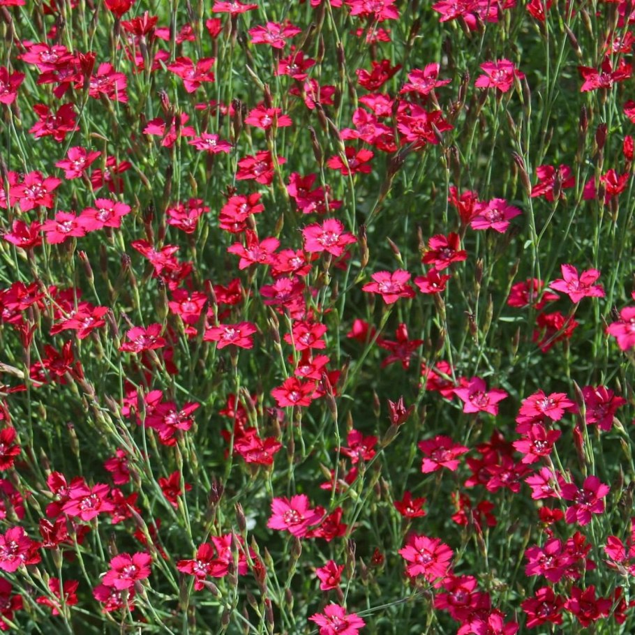 Гвоздика травянка (Dianthus deltoides)