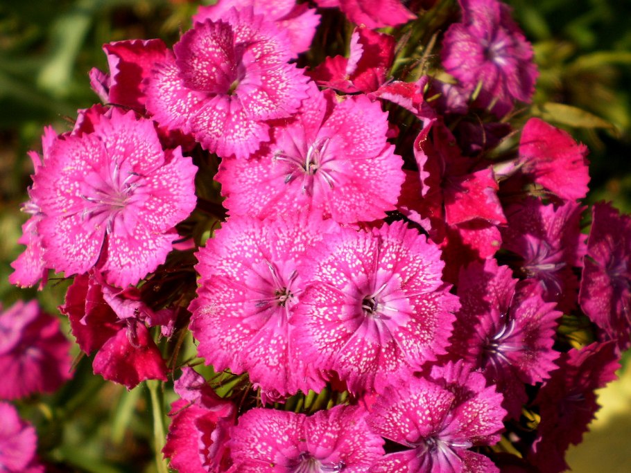 Элеонора травянка