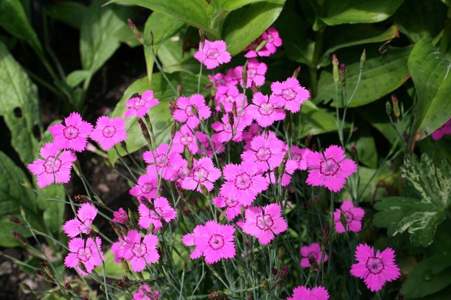 Гвоздика травянка (Dianthus deltoides)