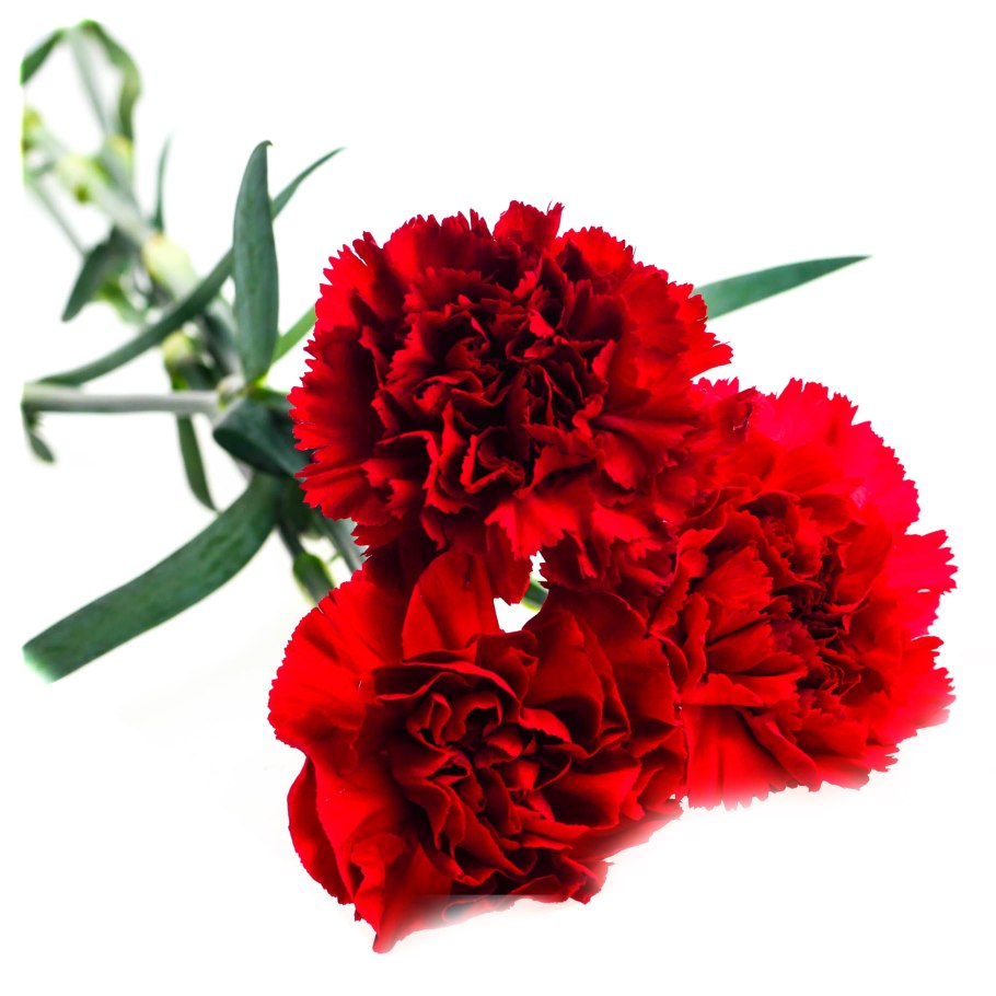 Гвоздика Смолевка