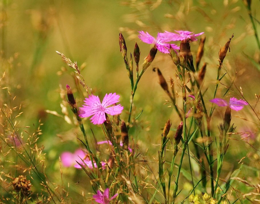 Dianthus Campestris