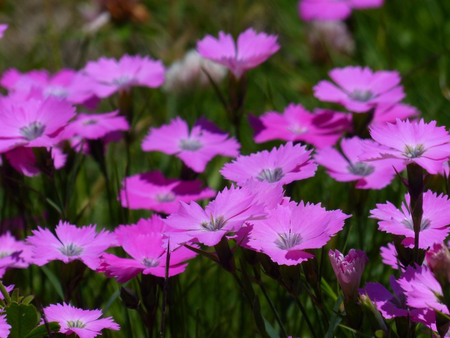 Dianthus pavonius