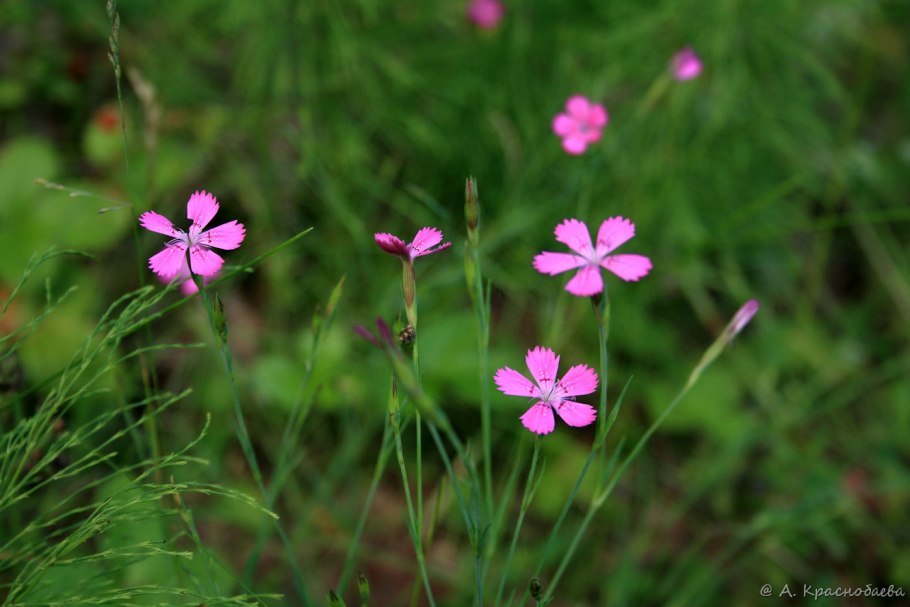 Dianthus deltoides рисунок