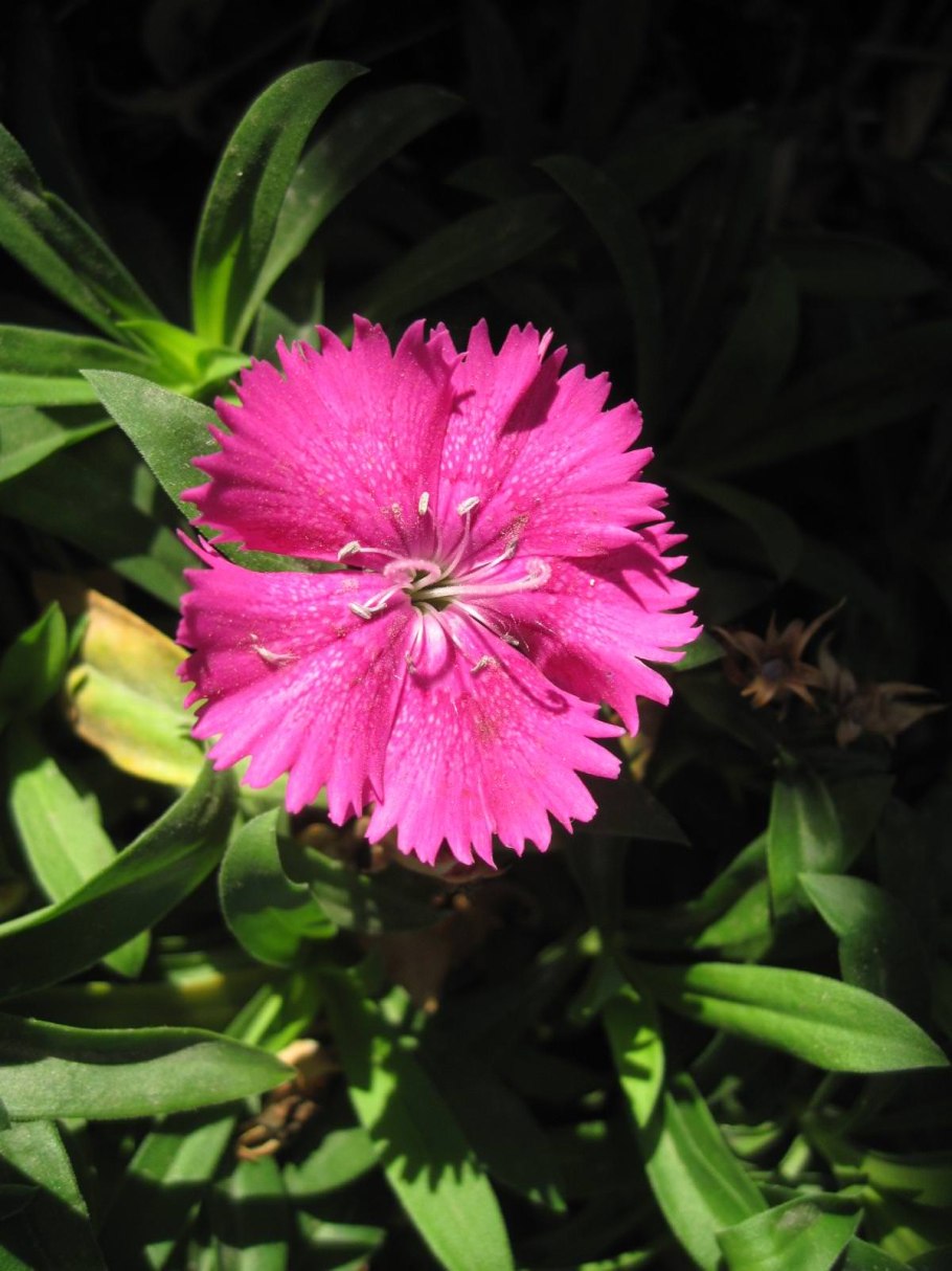 Гвоздика травянка (Dianthus deltoides)