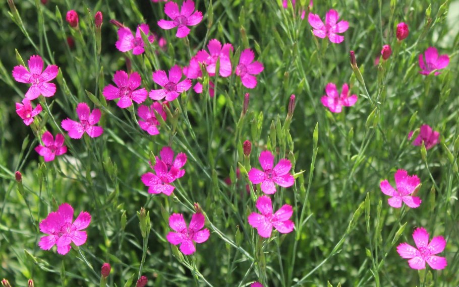 Гвоздика Луговая