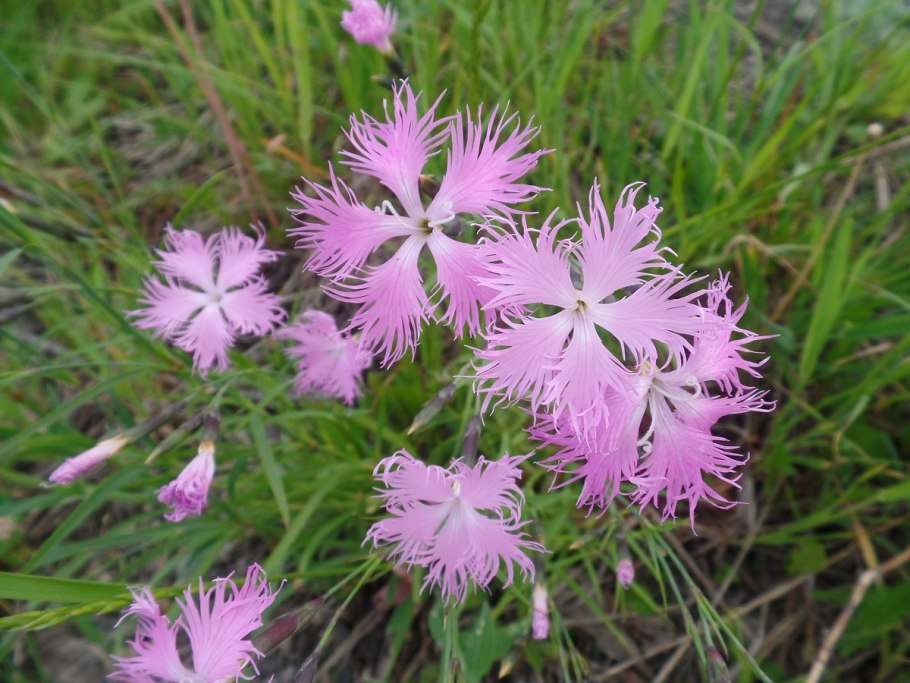 Гвоздика армериевидная